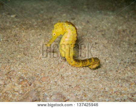 closed up the yellow seahorse in Myanmar divesite