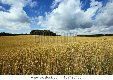 Agricultural field on which grow up ready to harvest ripe yellow cereals