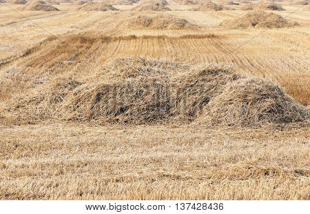 photographed agricultural field on which grow cereals, wheat
