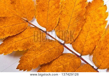 Autumn Rowan Tree Leaf On White As Background.