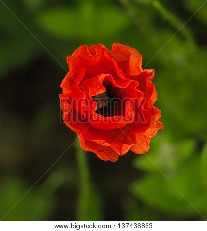 Red crinkled poppy in natural, green setting