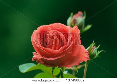 Red rose in natural setting with two rose buds