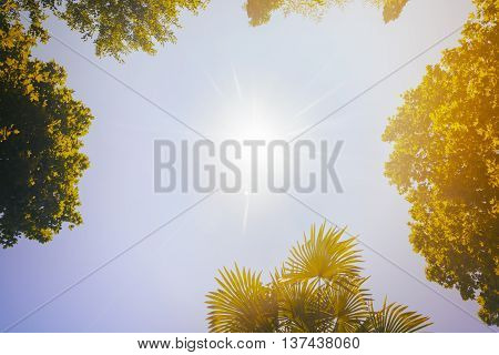 The tops of the trees on the background of clear sky and sun beams in the park. Retro toned.