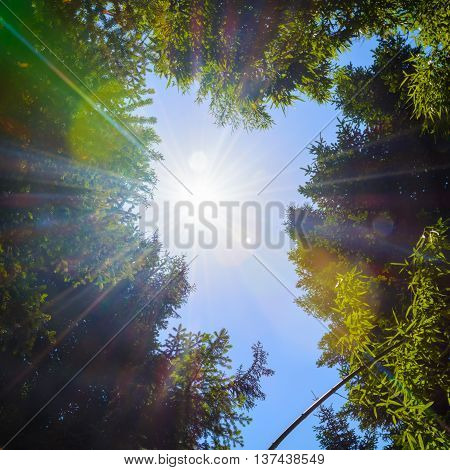 The tops of the trees on the background of clear sky and sun beams in the park