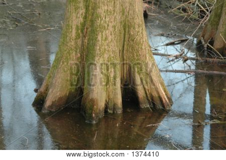 Bald Cypress