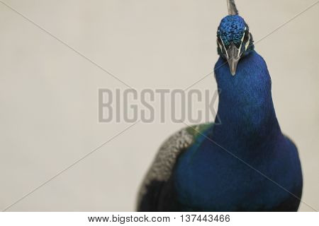 pavo color mirada precaución azul rareza tropical