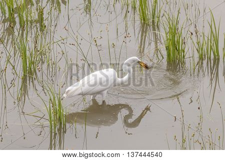 Great Egret catching crawfish in the Trinity River near Dallas. Texas United States