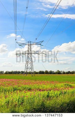 Power lines form an angle at a high pylon in a colorful agricultural Dutch polder landscape with fields full of pink blooming poppies and green silage maize plants.