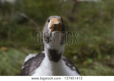 a young quacking tame duck close up