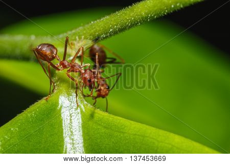 Red ant two on a leaves green background