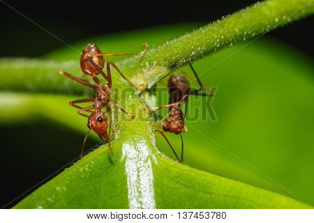 Red ant two on a leaves green background