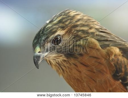 Merlin