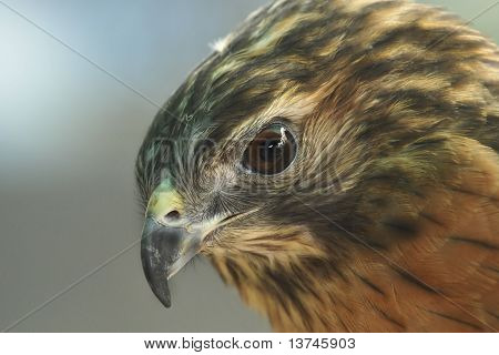 Merlin