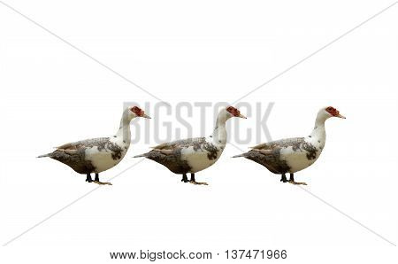 Duck white black color background. white three