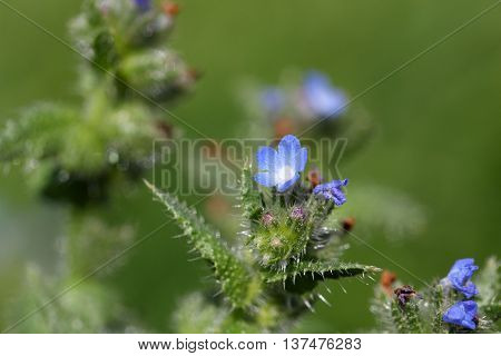 Flowers of a small bugloss or annual bugloss (Anchusa arvensis)