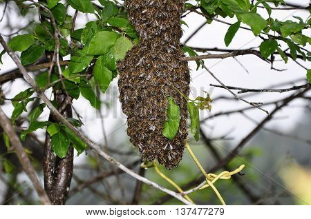 Swarm Of Bees