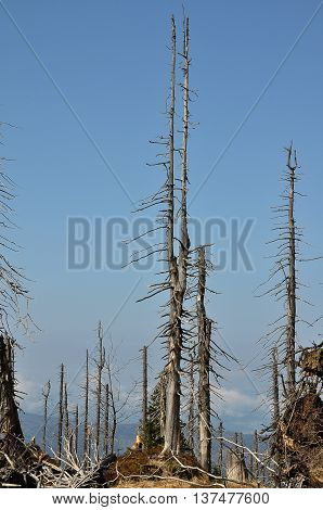 Bark Beetle Region At Mount Rachel