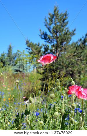 Field With Blooming Pink Poppy Flowers and Wildflowers