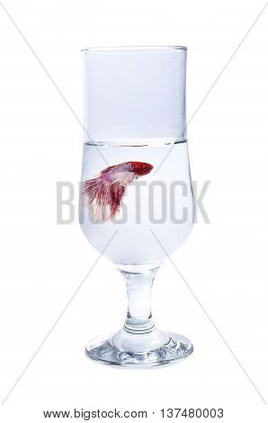 Betta Halfmoon Fighting Fish Close Up