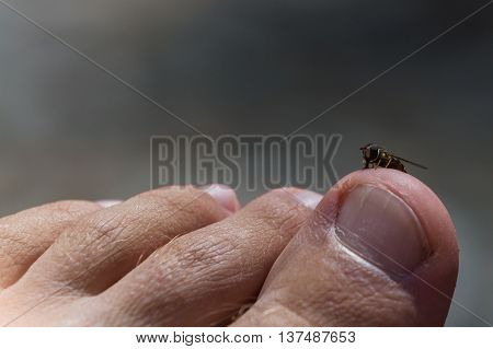 close up of a hover fly on my toe with a grey background