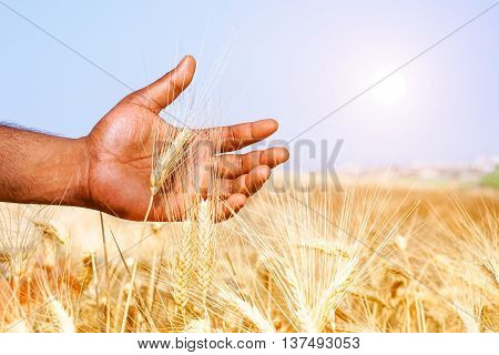 African man hand holding wheat ear in sunny field - Black male walking through grain harvest in hot summer day - Concept of ancient human rural activities and love for result of hard work