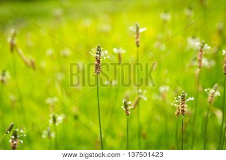 Wild flower blooming from a meadow in spring.