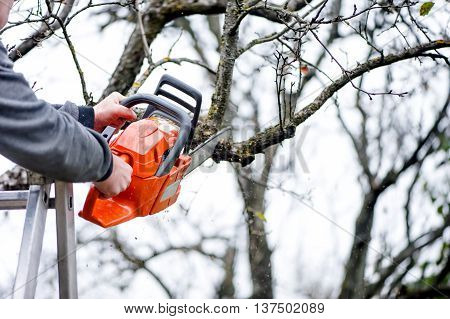 A Lumberjack Worker Cutting Branches From Tree For Fire Wood Wit
