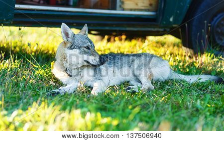 domesticated wolf dog resting relaxed on a meadow in shadow of caravan car. Czechoslovakian shepherd