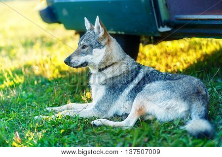 domesticated wolf dog resting relaxed on a meadow in shadow of caravan car. Czechoslovakian shepherd