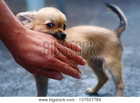 little charming adorable chihuahua puppy on blurred background. Attacking a persons hand