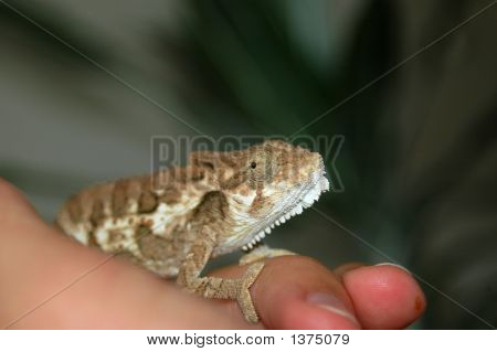 Chameleon obličej