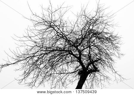 tree contrast forest nature flora black white