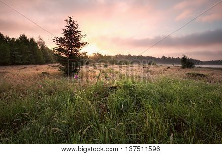 gold sunrise over meadow in summer Drenthe Netherlands