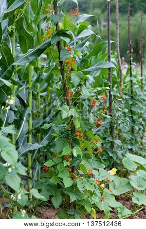 Kidney beans blooming bright red in the garden