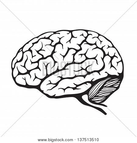 Human brain. Vector illustration of a human organ
