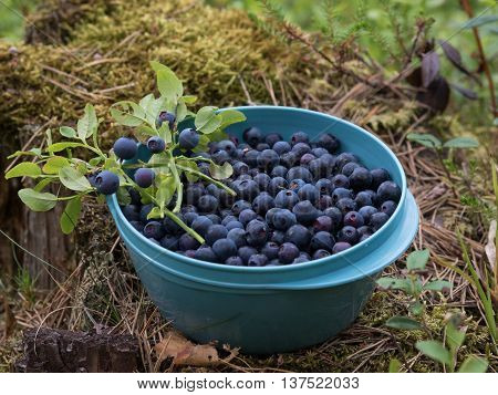 Blueberries in a bowl in the middle of the forrest
