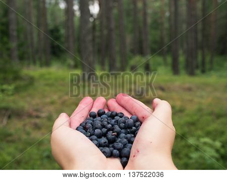 Bilberries held by a woman in the palms of the hands.