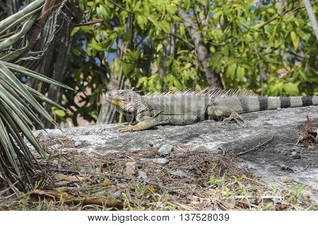 A iguana on a log sunning himself in front of a cactus on St. John island.