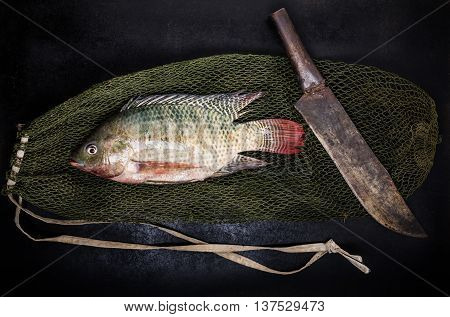 Fresh Tilapia