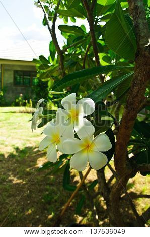 Beautiful white flower in thailand Lan thom flower