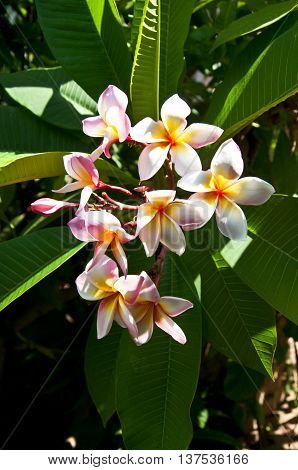 Beautiful white flower in thailand Lan thom flower