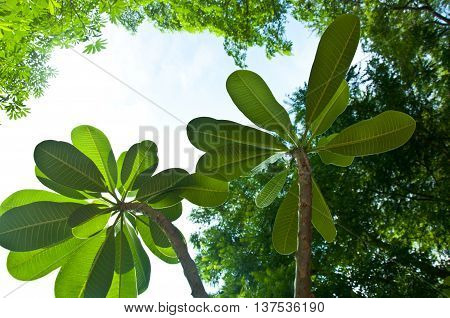 Leaf Plumeria Champa photographed looking up, nature background