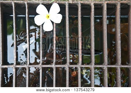 Photo of white plumeria flowers, top view