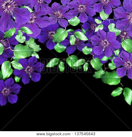 Delicate floral background of beautiful purple clematis