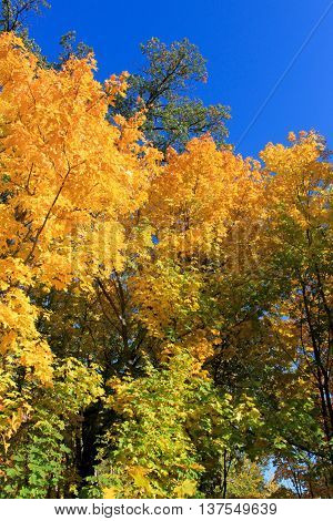 autumn maple leaves blue sky yellow orange
