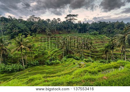 Holiday in Bali, Indonesia - Tegallalang Rice Terrance