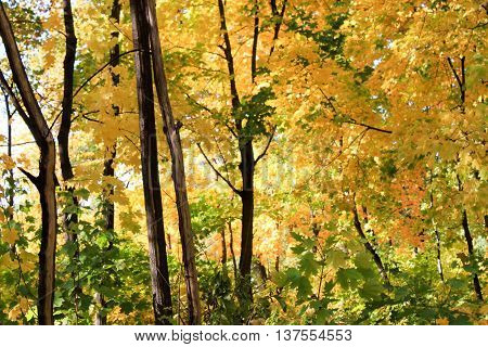 autumn maple leaves blue sky yellow orange