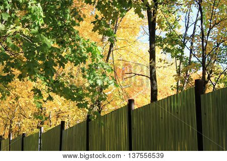 autumn maple leaves blue sky yellow orange