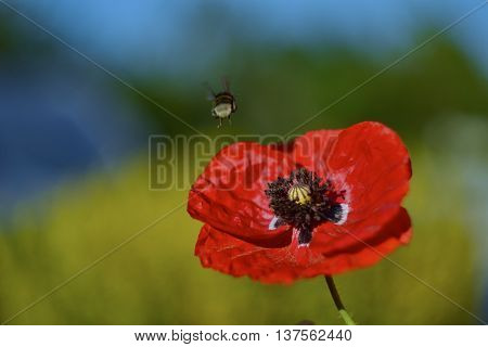 Poppy and bee in the summer garden