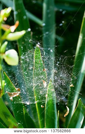 Spider Web On The Leaves Of Iris